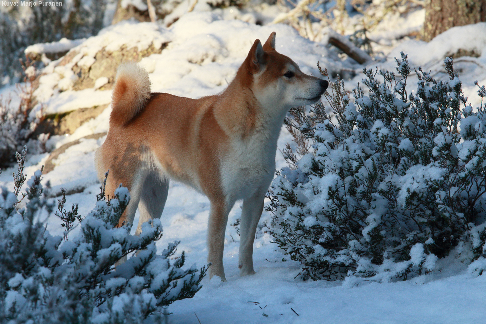 Shiba – Japanin kaunis kansallis­aarre