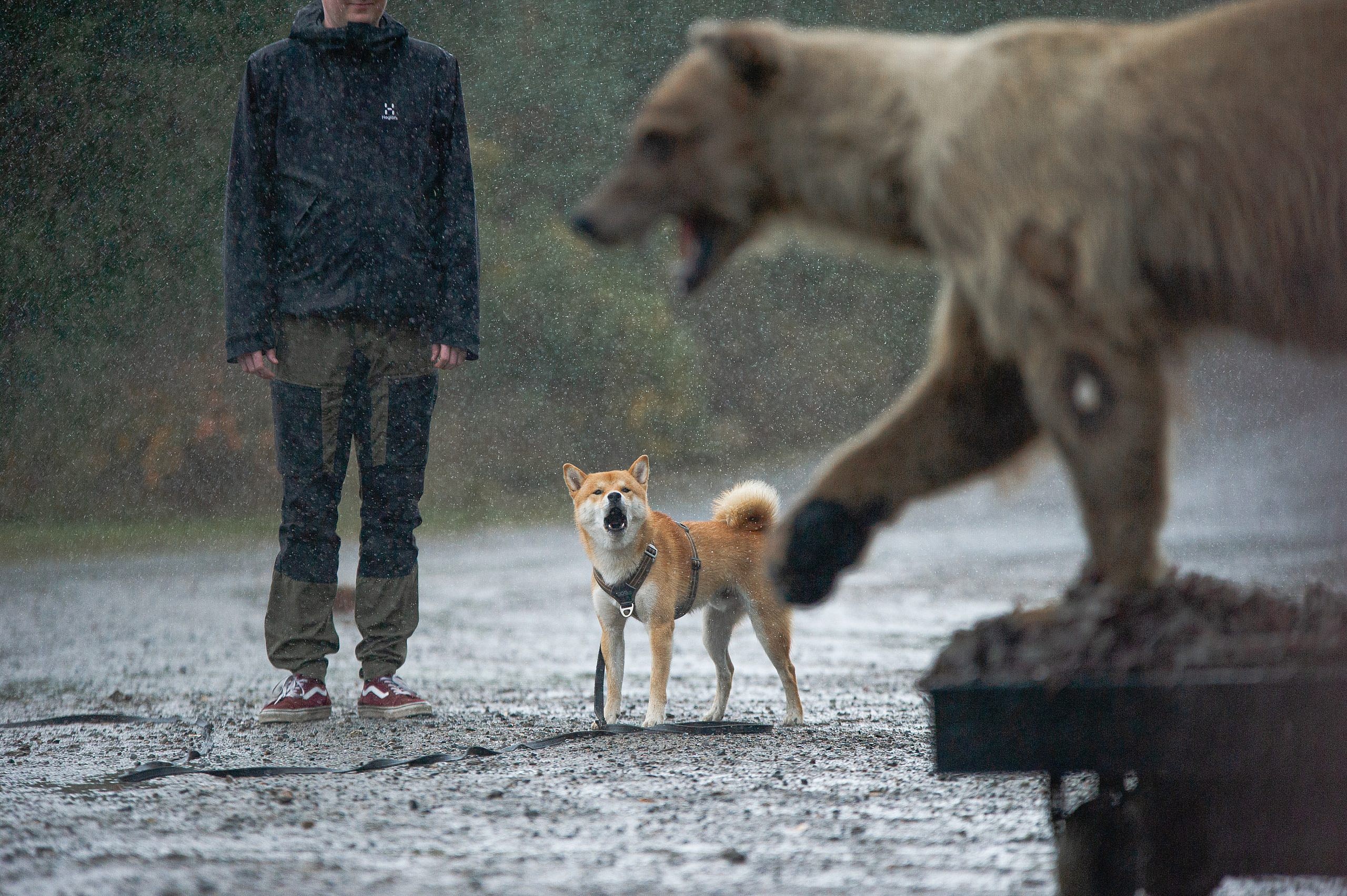 Suomen Shiba Ry x Petotestit® 18.9.2022