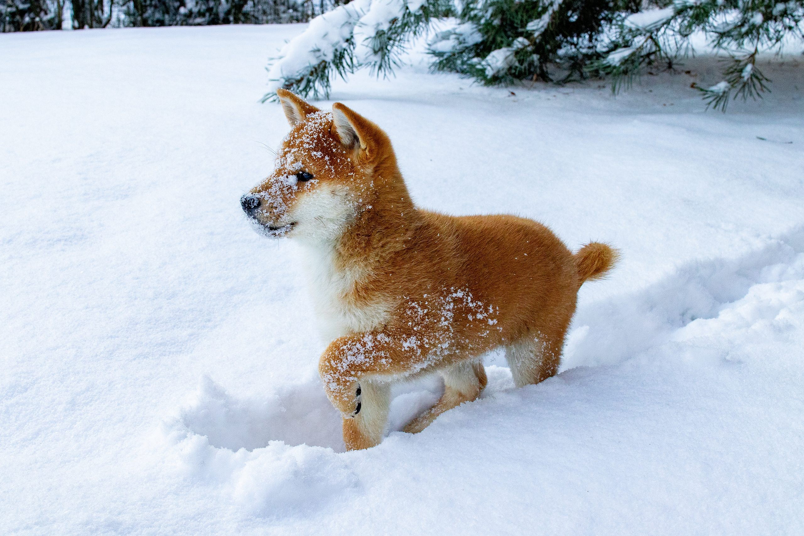 Shiban omistaja, vastaa Kennelliiton terveyskyselyyn 31.12. mennessä!