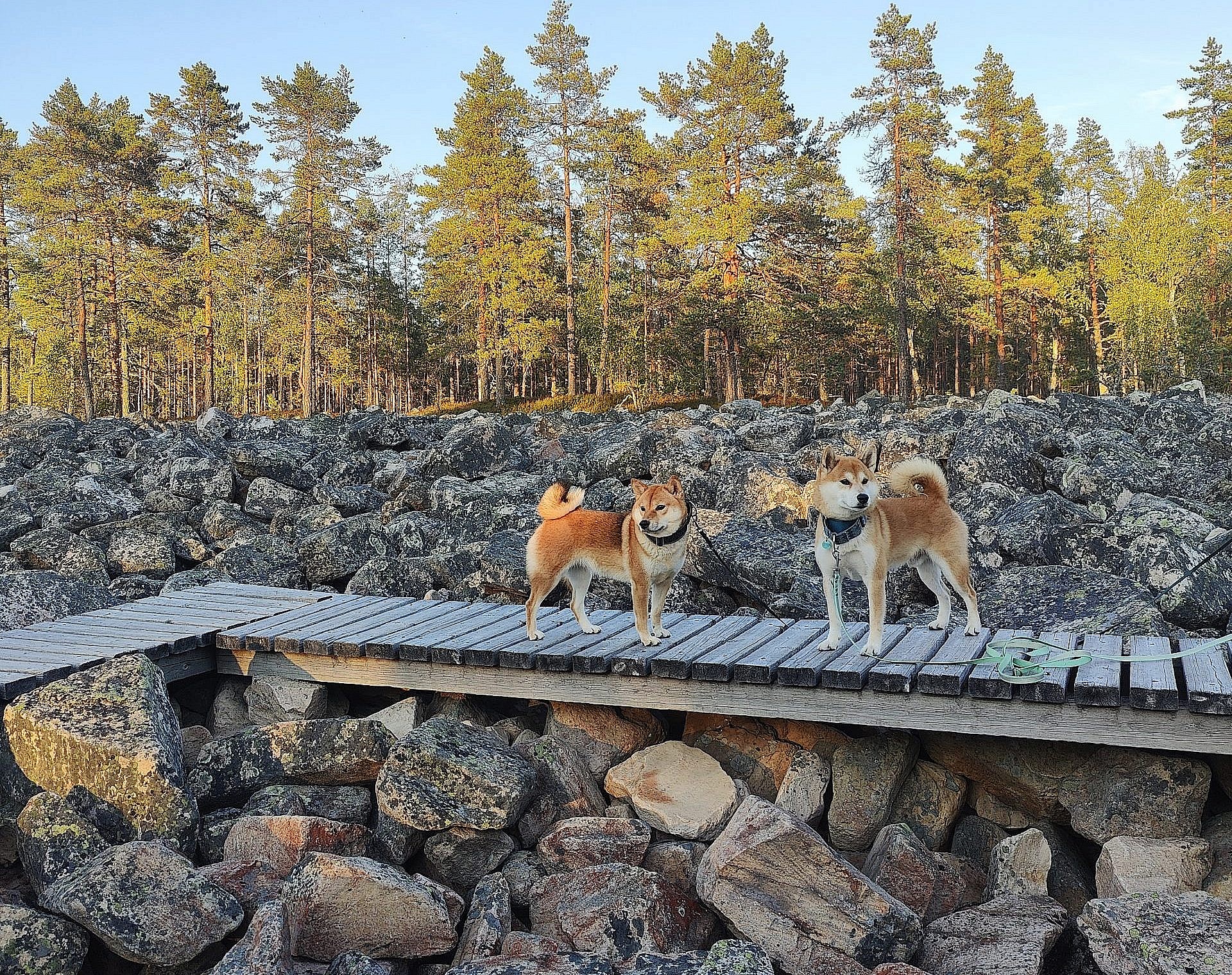 Vuoden 2025 tapahtumia, ilmoittaudu vuoden shibat -kilpailuun