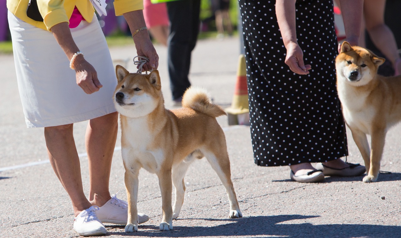 Vuoden shibat kilpailu, ilmoita koirasi 7.1. mennessä!