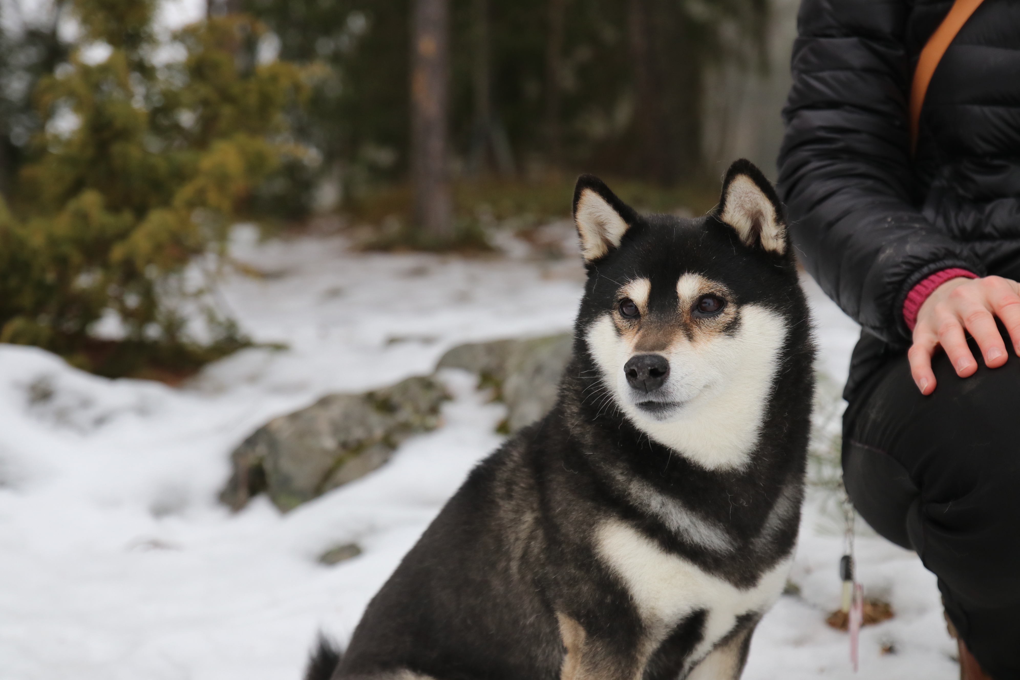 Rotumääritelmän käännös lisätty